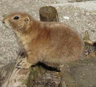 Präriehunde im Zoo Salzburg