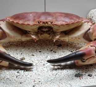 Exponate des Naturkundemuseums Coburg