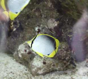 Mauritius Aquarium - bunte Fische