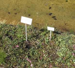 Botanischer Garten der Universität Zürich
