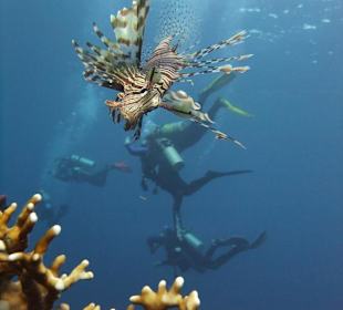 Rotfeuerfisch wunderschön