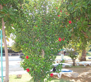 Im Garten von Vanessa