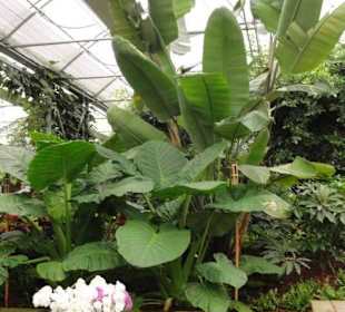 Raffeiner Orchideenwelt