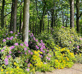 Rhododendronpark
