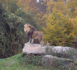 Löwe im Zoo