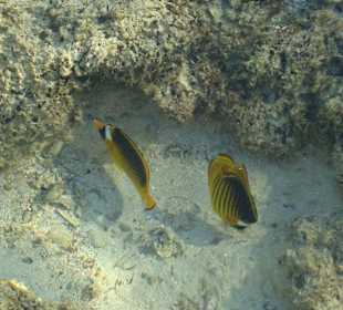 Tabak-Falterfisch