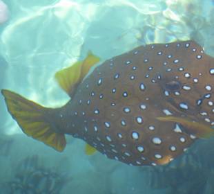 Рыба кузовок