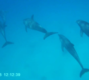 Delphin-Tour