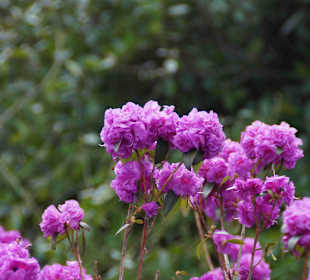 Anlage Planten un Blomen