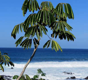 Vegetation an der Playa
