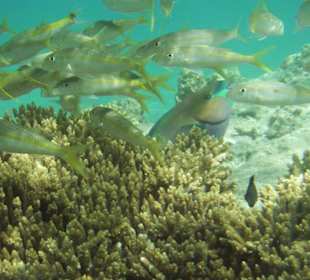 Das Hausriff am Coral Beach Rotana Resort