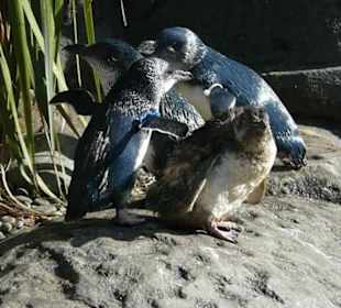 Pinguine hautnah in International Antarctic Centre