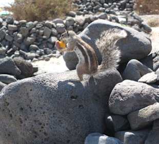 Streifenhörnchen in der Standburg