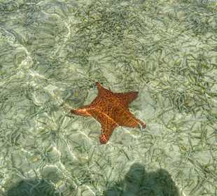 Saona Crusoe VIP Tour