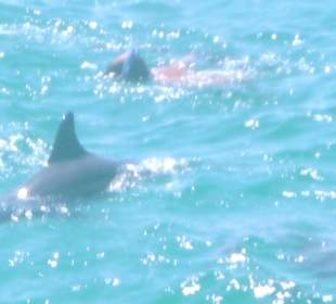 Schnorcheln bei den Delphinen