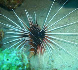 Strahlenfeuerfisch am Hausriff