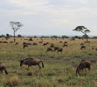 Gnus, soweit das Auge reicht