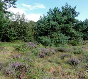 Impressionen vom Moorerlebnispfad