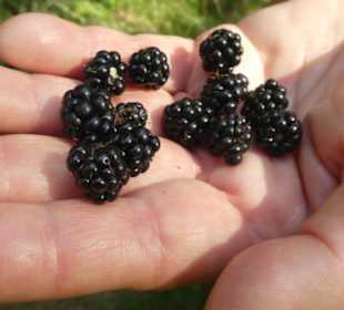 Unterwegs im Thüringer Wald bei Friedrichroda