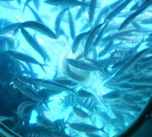 Wycieczka łodzią podwodną