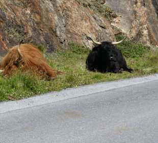 Faule Highlandrinder am Straßenrand