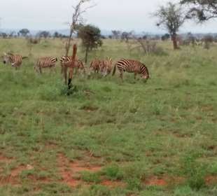 Sarova Salt Lick Game Lodge