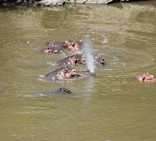 Geführte Touren Marco Polo Tours & Safaris Diani Beach