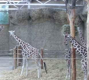 Giraffen haben Nachswuchs