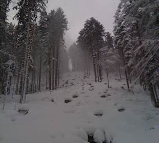 Trasa leśna (niebieska)