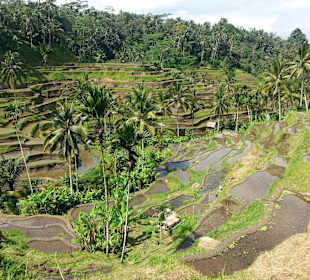 Blick auf die Terrassen