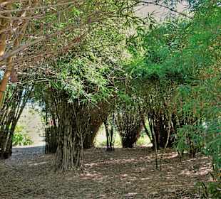 Rundgang durch den Botanischen Garten der Domaine