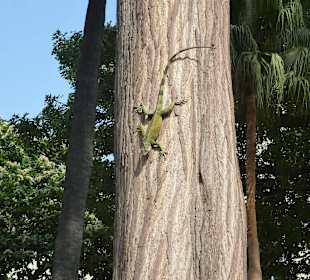 Leguane im Park vor der Kathetrale