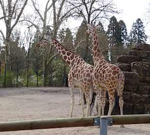 Wilhelma Stuttgart