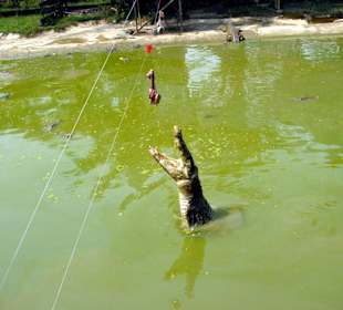 Fütterrung der Krokodile