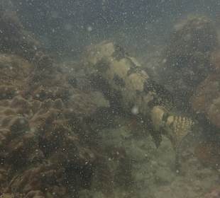 Discovery Divers