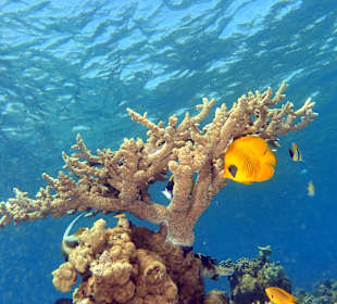 Schnorcheln Makadi Bay