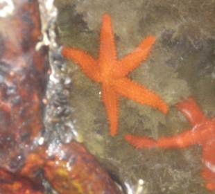 Seesterne in Lagunen