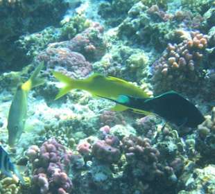 Fische am Hausriff