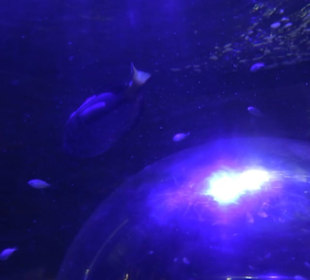 Sea Life