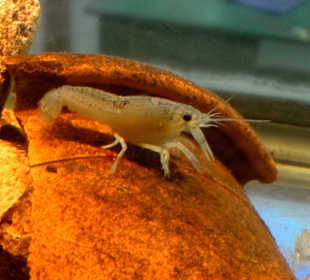 Hummer in einem Aquarium der Farm