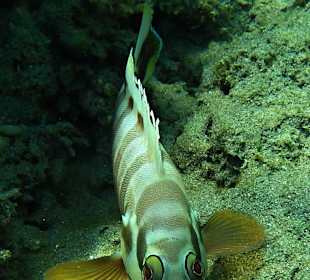 Čtverzubec běloskvrnný