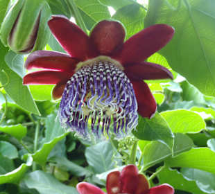 Botanischer Park Kreta 