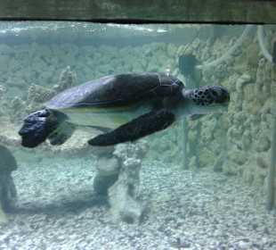 Aquarium in Hurghada