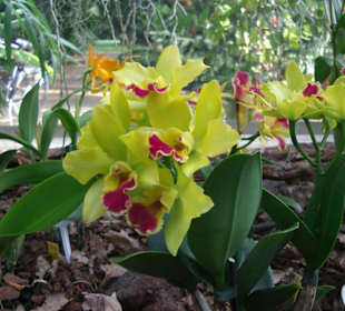Orchidee