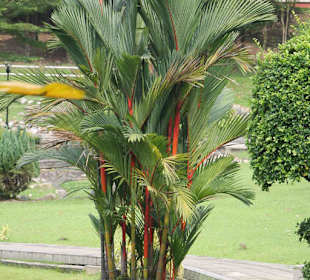 ASEAN Sculpture Garden