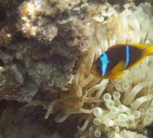 Rafa koralowa - Błazenek dwupręgowy