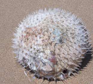 Kugelfisch am Strand!