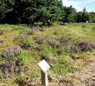 Rand des Torfabbaues mit Heidevegetation