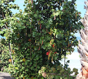 Pflanzenpracht im Januar