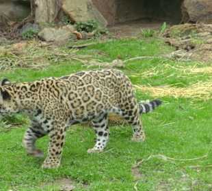 Junger Jaguar